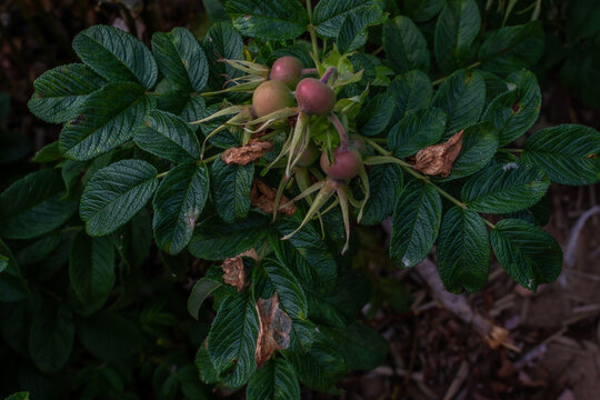 Colorful pinkk green unripe berries of rose hip grows on branche among green leaves on shrub in the forest. Bush, healthy plant. Nature.