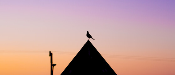 un pájaro posado sobre un techo