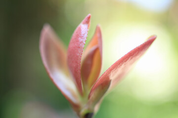 Fototapeta premium サザンカの新芽