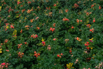 Bright red ripe rose hips grows on branches among green leaves on shrub in the forest in nature. Summer berry on bush, healthy plant