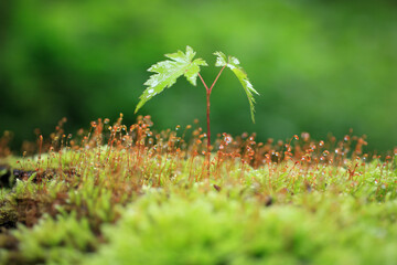 苔ともみじの新芽