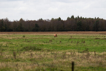 Wildpferde (przewalski pferde) auf einer weide im emsland nord deutschland fotografiert an einem bewölkten herbst tag