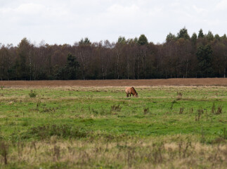 Naklejka na ściany i meble Wildpferde (przewalski pferde) auf einer weide im emsland nord deutschland fotografiert an einem bewölkten herbst tag