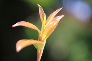 Obraz premium サザンカの新芽