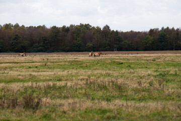 Fototapeta na wymiar Wildpferde (przewalski pferde) auf einer weide im emsland nord deutschland fotografiert an einem bewölkten herbst tag