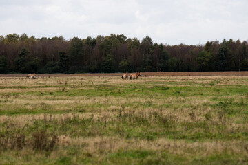 wild pferde, przewalski pferde, auf einer weide im emsland deutschland fotografiert an einem bewölkten herbst tag