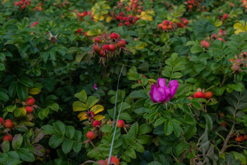 Bright red ripe rose hip grows on branches among green leaves on shrubs in the forest. Summer berry on bushes, healthy plant. Nature. Pink flower