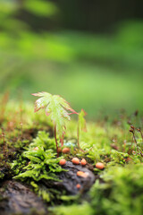苔ともみじの新芽