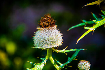 Cirsium Eriophorum two