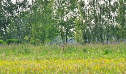 sarna © Krzysztof