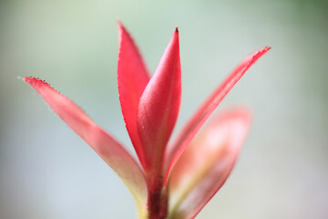 サザンカの新芽