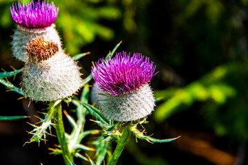 Cirsium Eriophorum