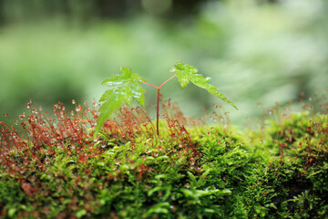 苔ともみじの新芽