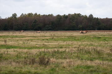 Wildpferde (przewalski pferde) auf einer weide im emsland nord deutschland fotografiert an einem bewölkten herbst tag