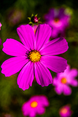 Obraz premium Cosmos Bipinnatus three