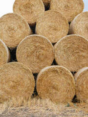 Harvested field with straw bales.