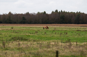 wild pferde, przewalski pferde, auf einer weide im emsland deutschland fotografiert an einem bewölkten herbst tag