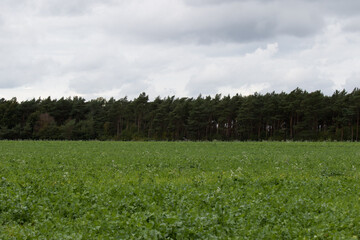 bewölkter himmel und landschaft im emsland, nord deutschland an einem herbst tag
