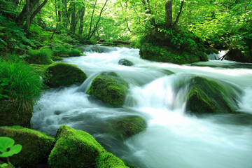 Obraz premium 奥入瀬渓流