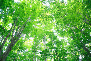 新緑のブナ林