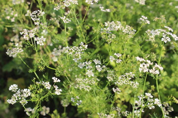 fleurs de jardin