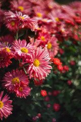 Background of red chrysanthemums with a yellow core. Beautiful bright chrysanthemums bloom in autumn in the garden.