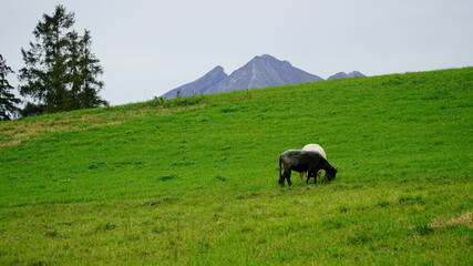 Kozy na wypasie w Tatrach