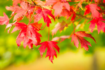 A beautiful red maple tree in the autumn when the leaves turn color.