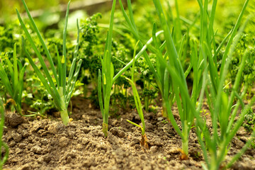 Green onions grow in the garden