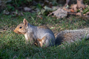 Squirrel
