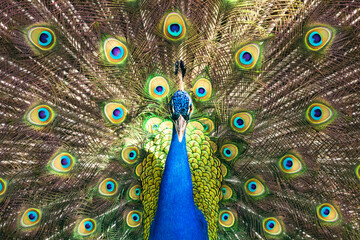 Obraz premium Pavo real Cortejo (simetría), cola.