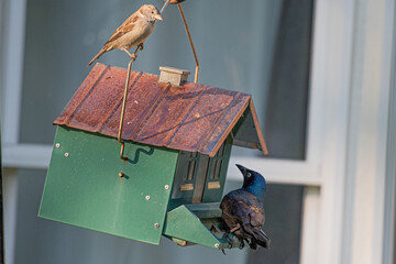Bird Feeder