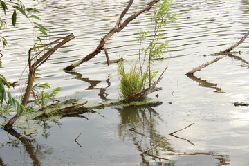коряги в воде