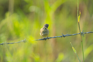 aves