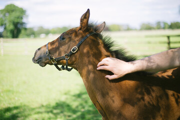 a man patting a young brown horse on a green farm on a sunny day