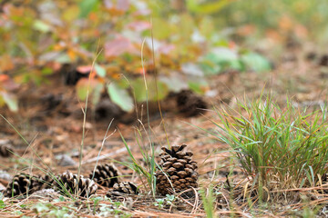 Natural background with cones, pine needles and grass. Forest life.