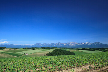 丘と十勝連峰