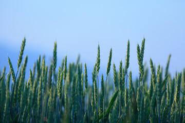 朝日昇る朝焼けの麦畑