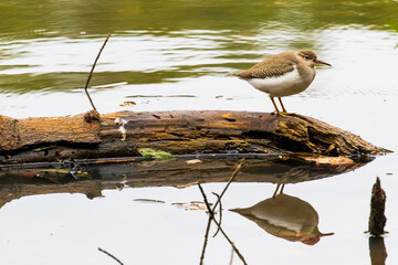 Sandpiper