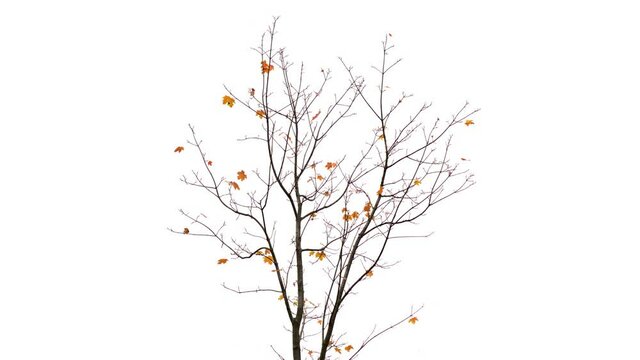 Small number of yellow leaves disappear on maple tree, autumn time lapse shot. Thin bare branches, last sheets tremble on wind and dissolve. Isolated shot, real tree on white background