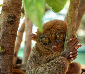 Tarsier Bohol Philippines 