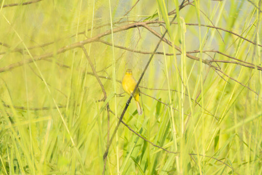 aves
