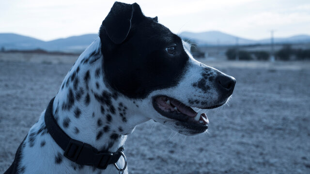Perro de adiestramiento canino