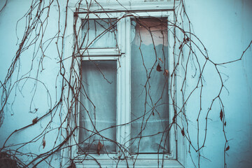The ivy grows on a house wall. The old window is covered with dry branches