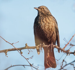 Amsel im Baum