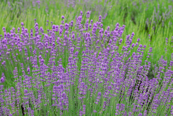 Naklejka premium ラベンダー