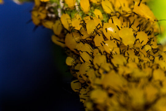 Yellow Aphids Macro