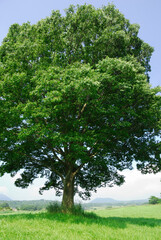 Fototapeta premium 草原の木