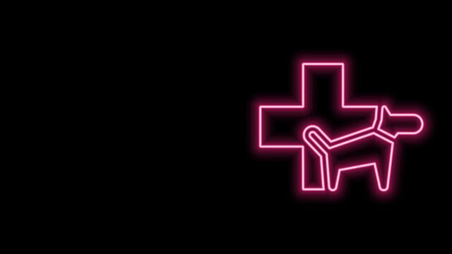 Glowing neon line Veterinary clinic symbol icon isolated on black background. Cross with dog veterinary care. Pet First Aid sign. 4K Video motion graphic animation