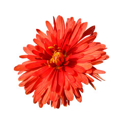 Red chrysanthemum, flower head isolated on white background